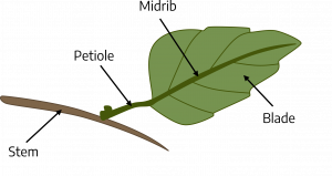 A smooth stem with a leaf attached at the petiole. Attached to the petiole is the center support of the leaf, the midrib. Expanding from the midrib is a broad leaf that tapers at the end, the blade.
