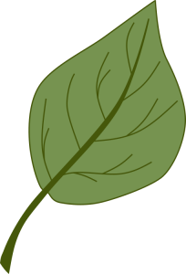 A singular small leaf that begins wide at the base and rounds to a tapered point.