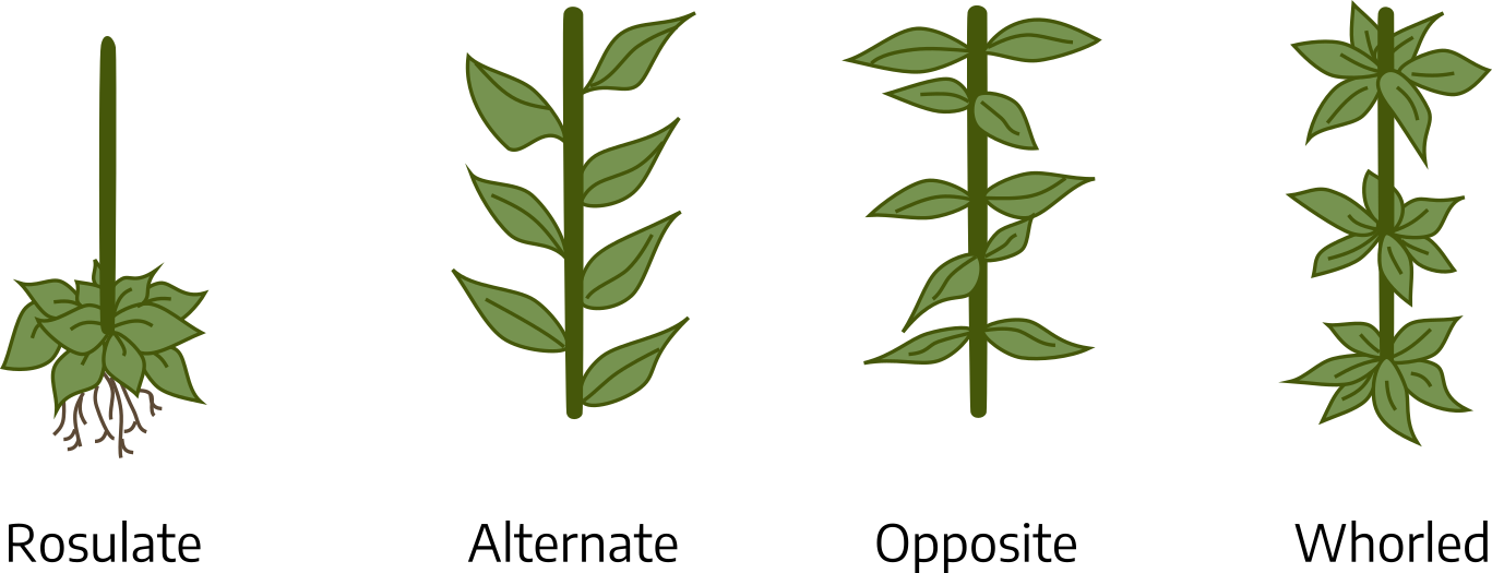 Four diagrams. The first diagram is a stem with a rosulate leaf arrangement placed at the bottom with roots going downwards. The second diagram is a stem with an alternate leaf arrangement. The third is a stem with an opposite leaf arrangement. The fourth diagram is a stem with three whorled leaf arrangements.