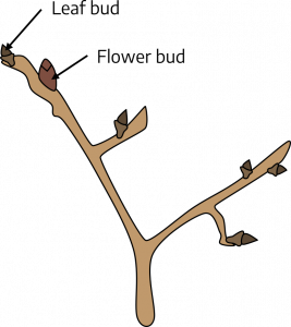 A main stem with two leading branches creating a fork in the stem. The larger, short stubby side stems on each branch are flower buds, while the smaller buds are leaf buds.