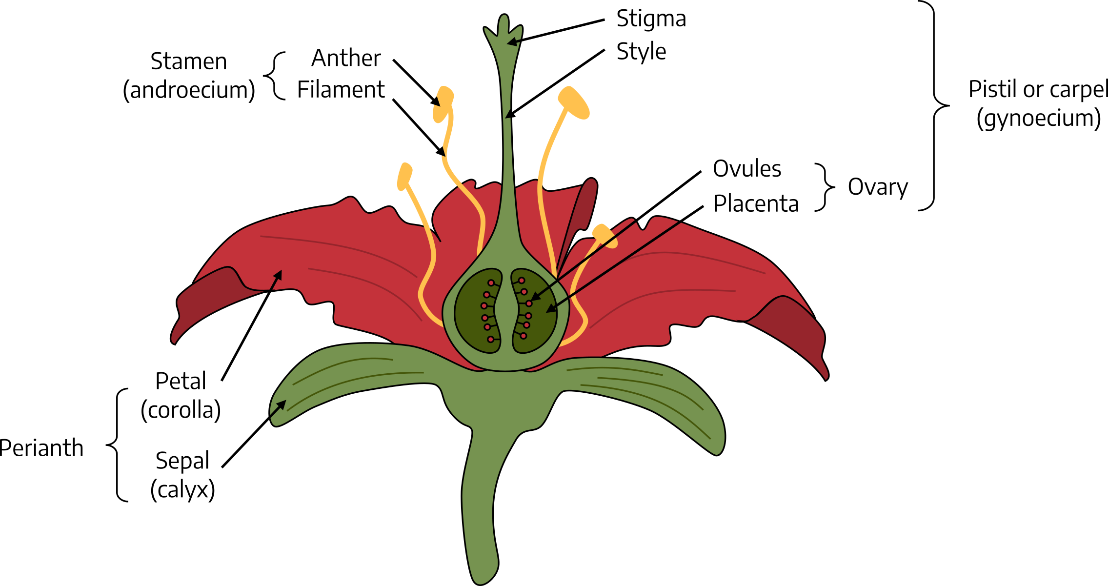 A diagram showing the parts of a flower that are described below in the next section labeled "Parts of a flower"