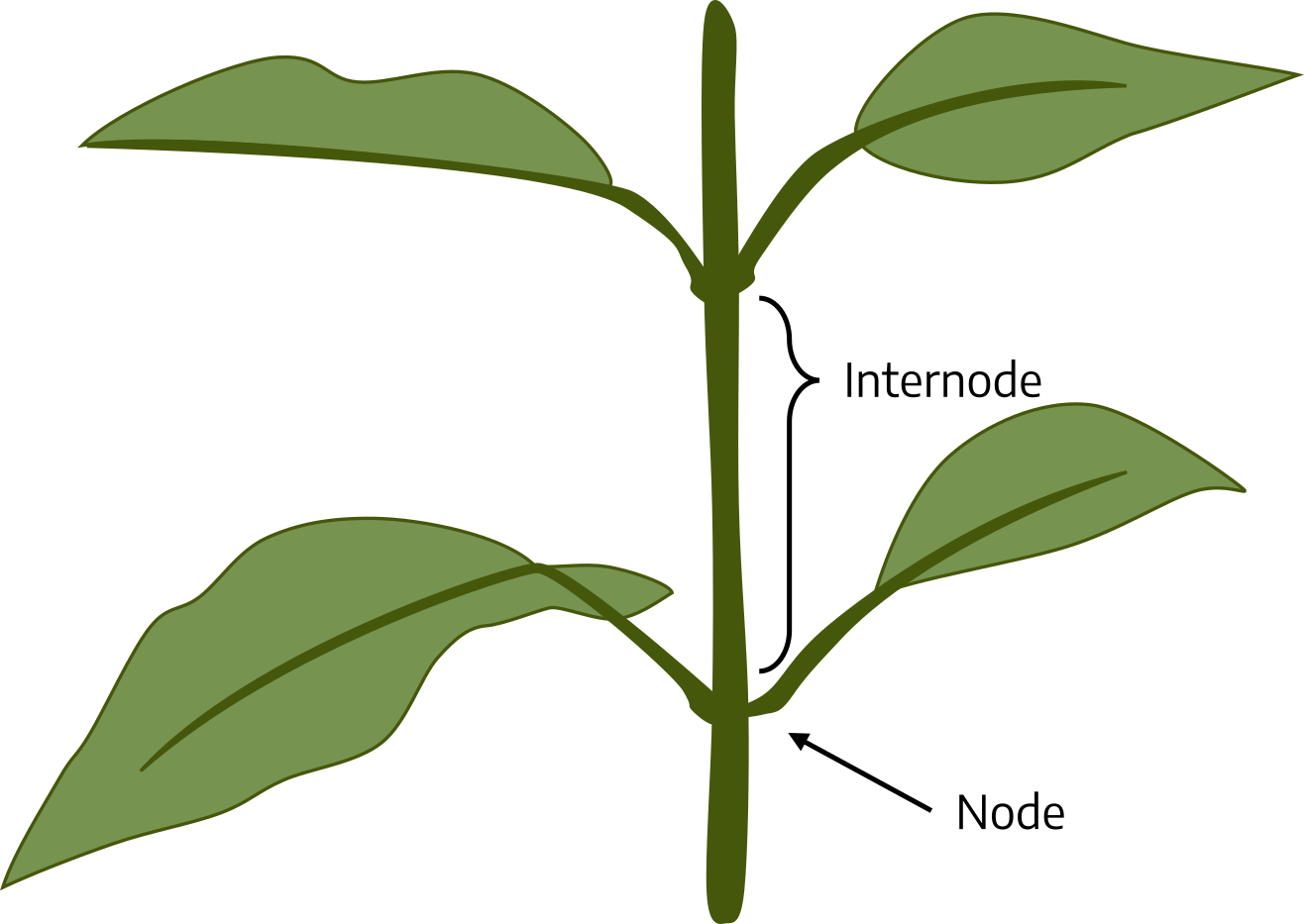 Smooth stem with intermittent raised areas, leaf attached to each raised section. Raised areas are nodes, and smooth areas between nodes are internodes.