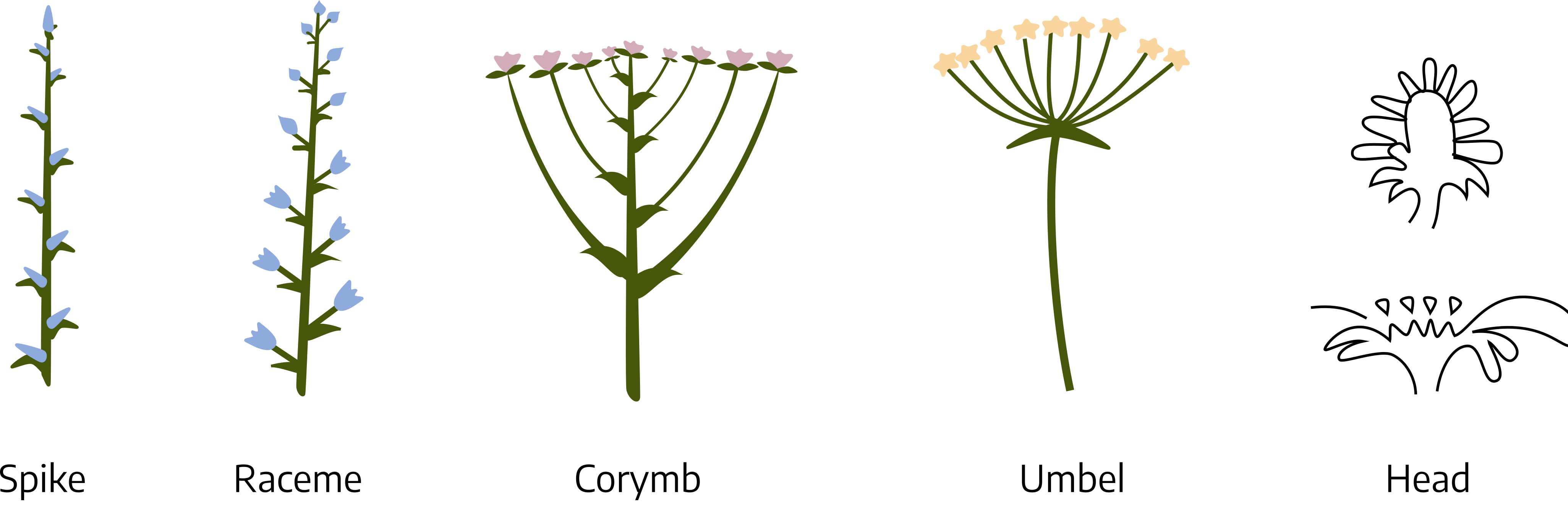 An image showing five types of inflorescences.The first is a long stalk with alternating buds growing directly on the stem, spike. The second is a long stem with alternating flowers growing along the stem, raceme. The third is a long stalk with alternating flowers growing along the stem, shaping a round flat top, corymb. The fourth is a long stalk with the buds growing at random from the top of the stem, umbel. The fifth is the petals and flowers grow from the head of the plant, like most flowers, head.