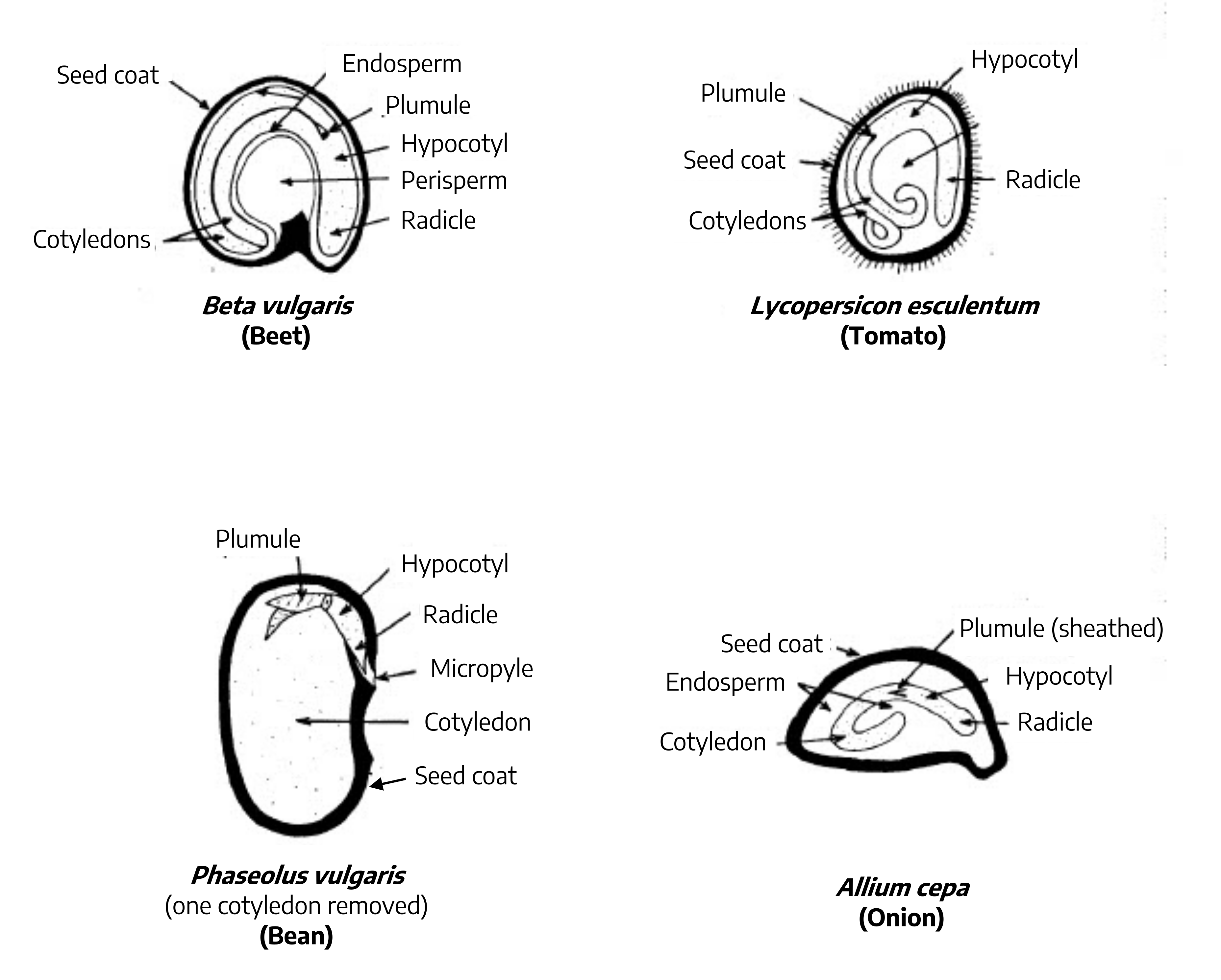 There are four diagrams showing the different parts of a seed. The top left diagram is a cross section of a beet seed; the inner section is the perisperm, the next layer is the endosperm, within that layer is the cotyledons which holds the plumule and hypocotyl; the entire seed is coated in the seed coat. The top right diagram is a cross section of a tomato seed; the entire seed contains cotyledons, a plumule, the radicle, and the hypocotyl, all encased by the seed coat. The bottom left diagram is a cross section of a bean seed; the entire seed is "empty" housing the cotyledon, with the small growth inside containing the micropyle, radicle, hypocotyl, and the plumule, all coated in the seed coat. The bottom right diagram is a cross section of an onion; it contains the endosperm within the inside of the seed, within the endosperm is the radicle, hypocotyl, plumule (sheathed), and the cotyledon, all of this is within the seed coat.