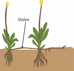 Two plants with roots drawn below the ground and leaves above ground. Connecting the two plants is another root-like growth trailing across the ground, the stolon.