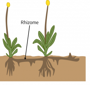 Two plants grow nearby. Horizontal stem labeled rhizome runs between them, small root-like projections grow downward.