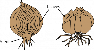 Diagram of a circular bulb cut in half showing layers of leaves radiating from the center of the bulb. Next to it, a whole bulb with scale-like leaves covering the surface.