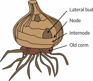 A diagram of a corm. Between the dry, leaf-like coverings is a new growth, the lateral bud. The area connecting the lateral bud to the corm is the node. Sections between the dry, leaf-like coverings is the internode. At the bottom of the corm is an older section with roots protruding, the old corm.