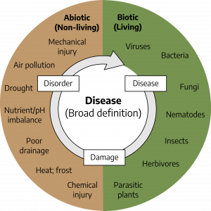 A circular diagram with text. Disease (broad definition) is in the middle with a circular arrow flowing from disease to damage to disorder. On the right, biotic (living) factors include viruses, bacteria, fungi, nematodes, insects, herbivores, parasitic plants. On the left, abiotic (non-living) factors include chemical injury heat; frost, poor drainage, nutrient/pH imbalance, drought, pollution, and mechanical injury