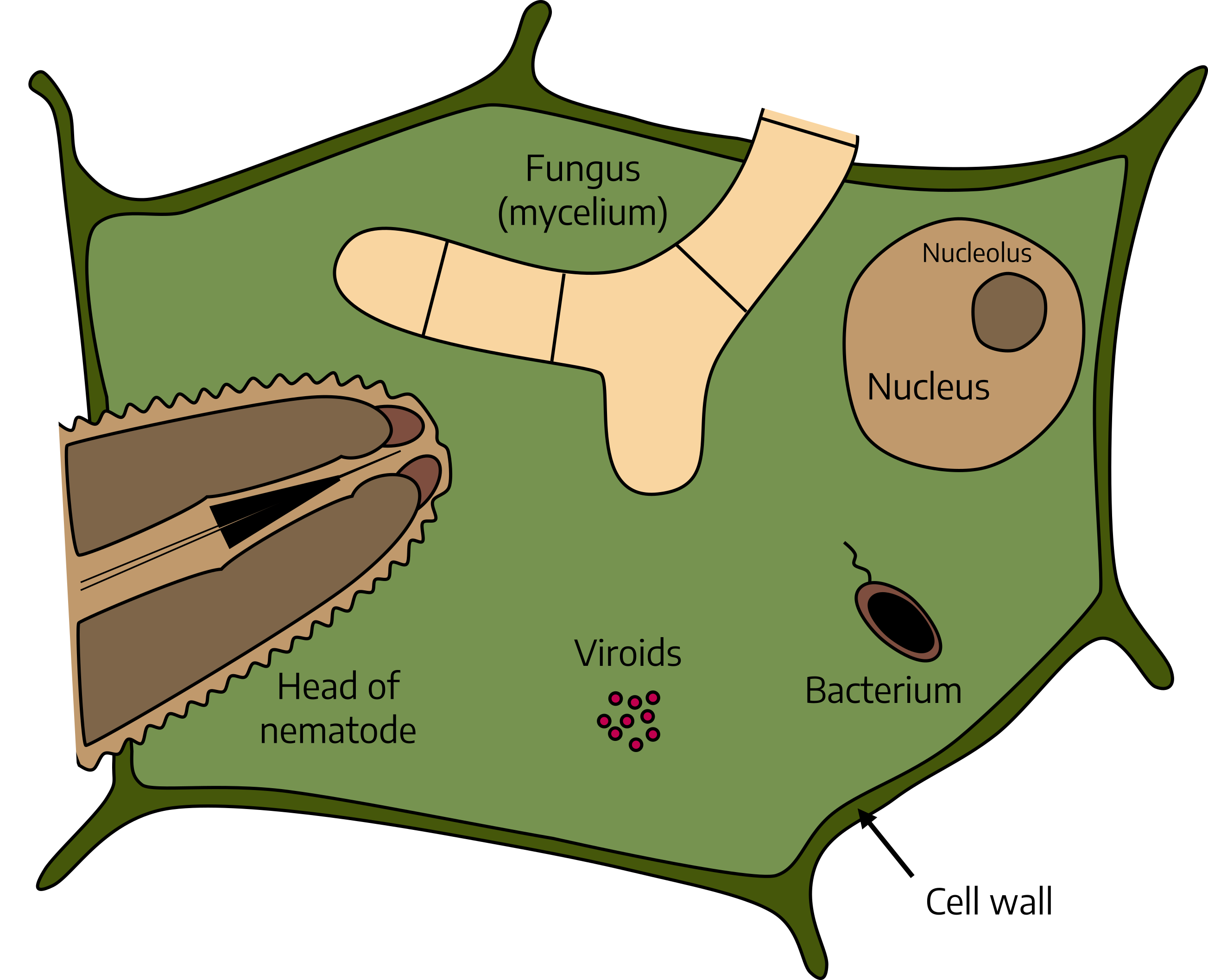 A diagram of a roughly rectangular plant cell showing the size relations between plant pathogens compared to the cell size. Fungus protrudes into the cell and is larger than the nucleus, but smaller than the head of a nematode also protruding into the cell. Bacterium (much smaller than fungus, roughly the size of the nucleolus) and tiny viroids exist within the cell.