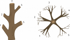 Two cartoon drawings of section of branches. The first is a vertical example, with a straight branch section with four alternating limbs coming off of the branch. The second is a birds eye view of a branch section; the branch is straight with five limbs coming off of the branch at even intervals at the same level, making a circle.