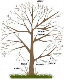 Cartoon drawing of a tree. The trunk has four main branches with smaller limbs coming off of that. The first branch is labeled scaffold, the smaller limb is labeled lateral. At the bottom of the trunk there are shoots labeled sucker. A higher branch has shoots coming off of it labeled water sprout. The top of the trunk that has become a limb is marked leader.