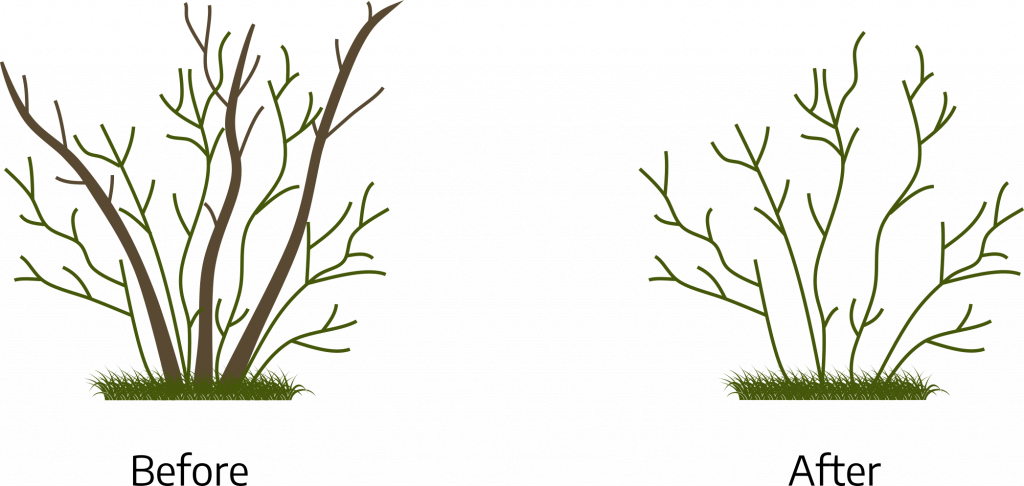 Chapter 14: Pruning – Virginia Cooperative Extension Gardener Handbook