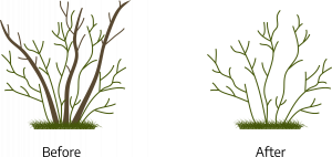 Two cartoon drawings. The first is the "before"; a bush, three thicker branches coming from the center with smaller branches growing from the center around them. The second the "after," only the smaller branches of the bush are left behind.