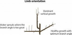 A cartoon drawing of a branch section. The main branch has three branches coming off; the lower branch on the left is off of the main branch at a 90 degree angle with smaller branches growing straight off of the smaller branch, "water sprouts where the branch angle is too great"; the upper branch on the left side is growing out of the main branch and curving upwards with vertical offshoots, "dominant vertical growth"; the branch on the right is growing at a 45 degree angle with offshoots at 45 degrees, "healthy growth with optimum branch angle."