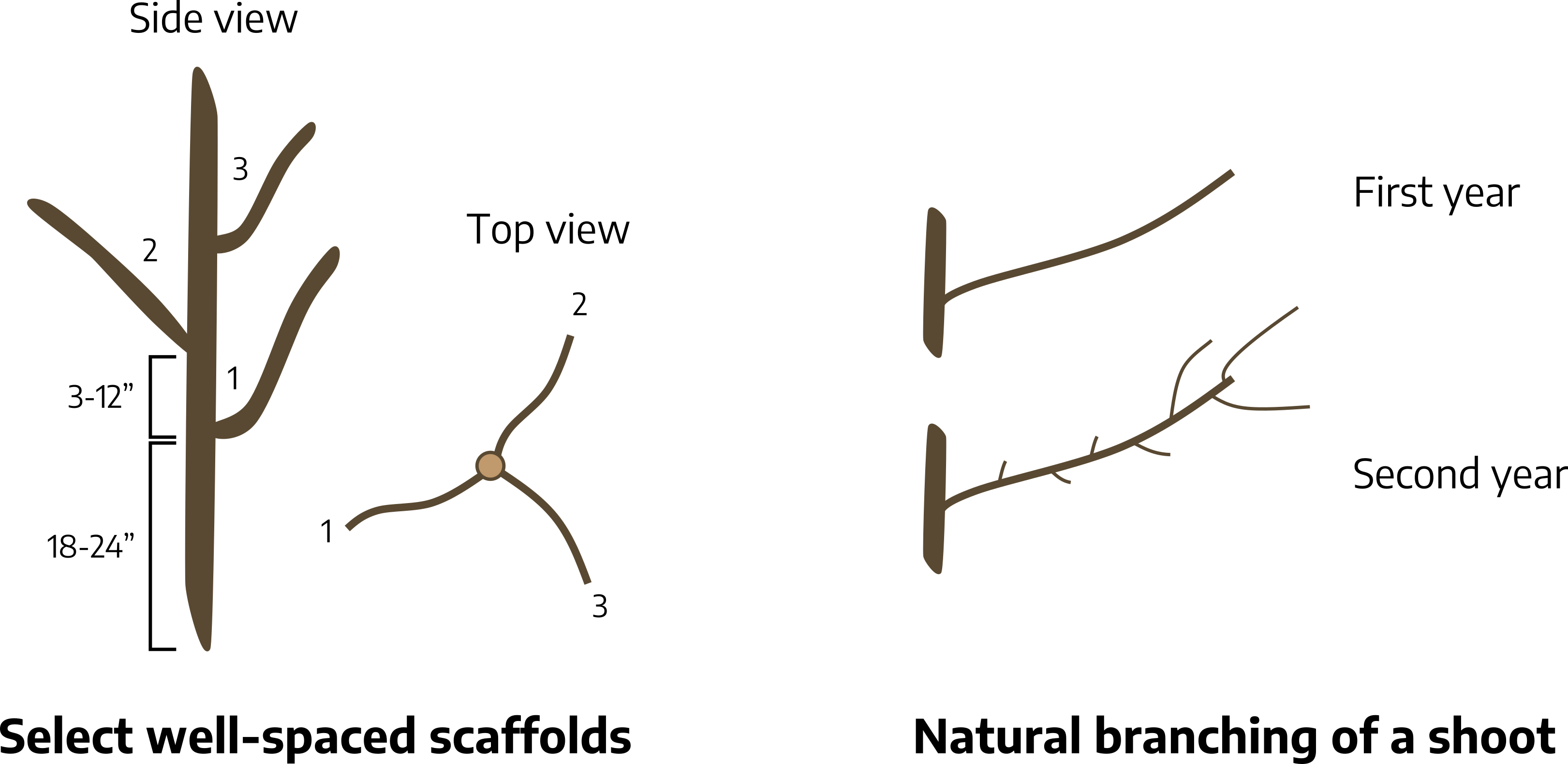 Two cartoon drawings of branch sections. The first is labeled "select well-spaced scaffolds", is a main stem with three alternating smaller branches; between the base and the first branch is a measure of 18-24 inches, between the first branch and second branch is a measurement of 3-12 inches, labeled as "side view"; there is also a birds-eye view of the drawing labeled "top view", a main branch with three smaller branches growing evenly around the main branch. The second drawing is labeled, "natural branching of a shoot", a section of the main branch has a smaller branch growing at a 30 degree angle with no shoots marked "first year"; the lower drawing has the main branch with a smaller branch growing at a 30 degree angle with smaller offshoots labeled "second year."