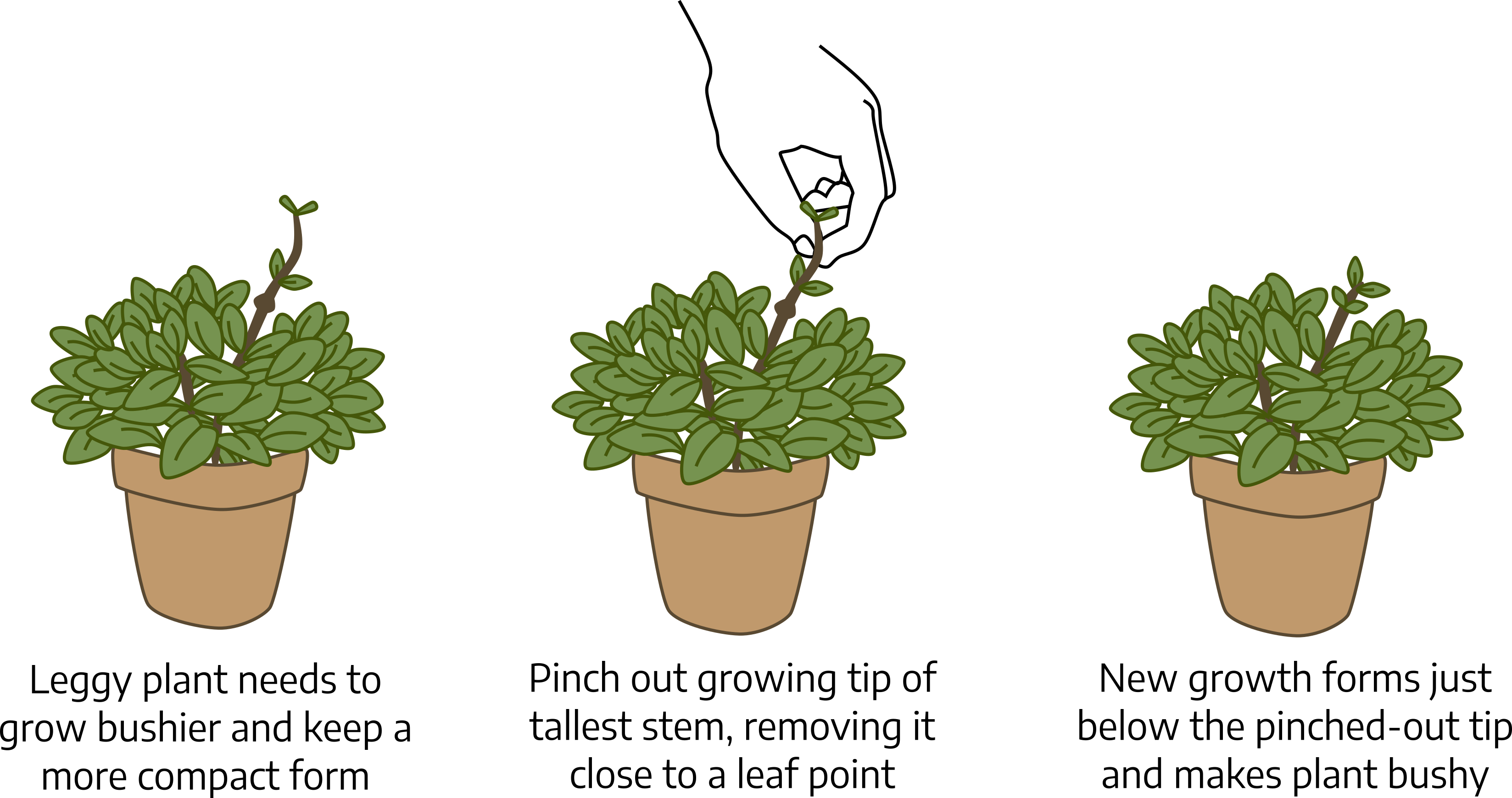 Three drawings of a plant growing from a terracotta pot. One vine-like stem grows above the foliage; first caption reads "leggy plant needs to grow bushier and keep a more compact form. Second plant shows a hand pinching the tip of vine-like stem and caption reads "pinch out growing tip of tallest stem, removing it close to a leaf point." Third plant shows the tall stem shortened back to the level of the other foliage and caption "new growth forms just below the pinched-out tip and makes plant bushy."