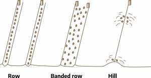 Line drawing diagram showing two thin rows with brown spheres evenly spaced within; rows are spaced far apart with label "row." Next, a wide trough with irregularly spaced brown spheres labeled "banded row." Last, a line indicates a vertical row spaced with mounded hills and spheres placed within each hill, labeled "hill."