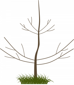 Drawing of a tree growing from a patch of grass. Main stump grows straight up coming to a taper at the top. Branches grow evenly spaced along each side, but do not extend beyond the height of the central stump.