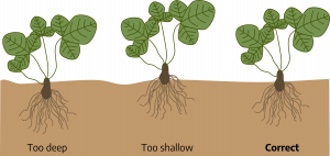 Drawing of plants with dark brown pear-shaped structures at soil-level and roots growing down while leaves grow up. First plant is labeled "too deep" and shows the pear-shaped structure buried under soil. Second plant is labeled "too shallow" and shows the pear-shaped structure above the soil. Final plant is labeled correct and shows pear-shaped structure half-buried in soil.