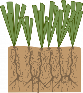 Drawing of a rectangular section of soil and dense green plants growing with tangled roots.