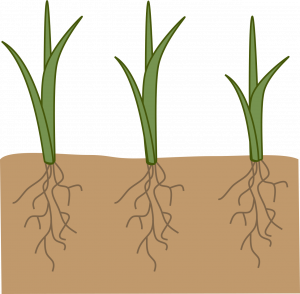 Drawing of a rectangular section of soil with individual stems of grass spaced far apart with roots growing independently.