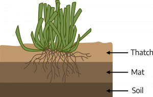 Drawing of a cluster of green plants with tangled roots growing downwards through three layers: first layer is labeled thatch and spans the bottom green portion of grass and beginning of roots. Second layer is labeled mat and spans the rest of the roots. Bottom layer is labeled soil with only tips of roots touching it.