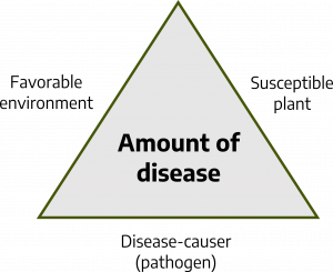 Triangle with text reading "amount of of disease" in center and three sides labeled "favorable environment," "disease-causer (pathogen)," and "susceptible plant."