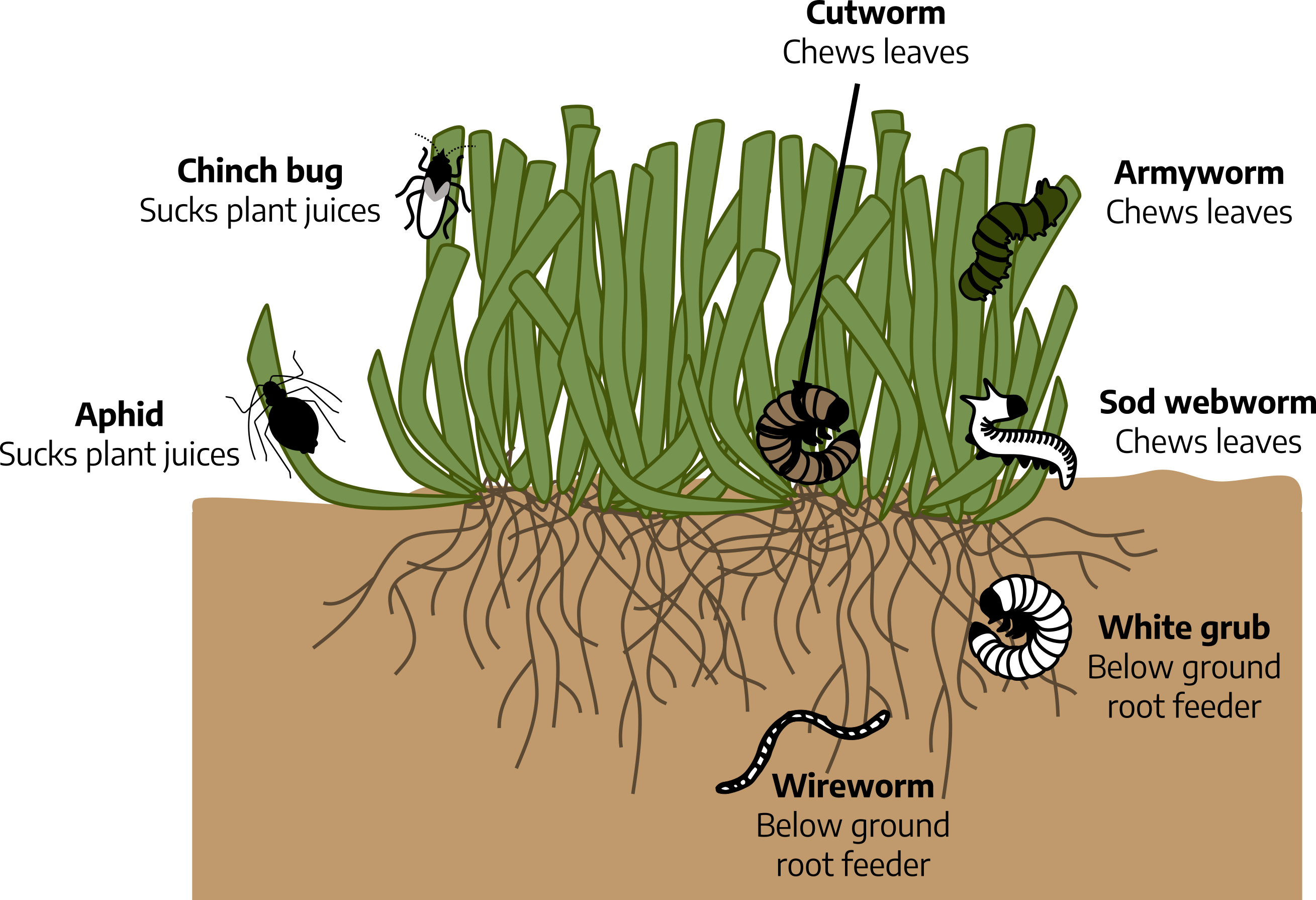 Diagram of a section of grass with roots growing into soil. Small worm-like insect crawls on leaves of grass with label "armyworm: chews leaves." Curled worm-like insect sits near surface of soil with label "cutworm: chews leaves." Small insect clings to leaf with label "chinch bug: sucks plant juices." Black insect with narrow limbs clings to leaf with label "aphid: sucks plant juices." Slug-like insect sits on soil surface with label "sod webworm: chews leaves." Round, white grub clings to roots underground with label "white grub" below ground root feeder." Small worm at lower level of roots with label "wireworm: below ground root feeder."