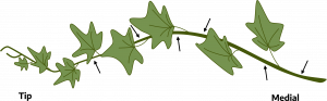 Cartoon of a long vine with leaves and small arrows pointing to the stem part in between leaves. One end, with smaller leaves, is labeled tip, and the other end, with thicker stem, is labeled medial.