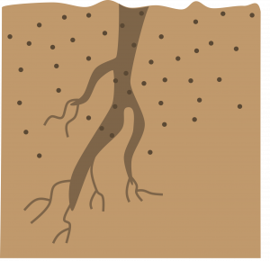 Brown square (indicating ground) with darker brown roots growing vertically down.