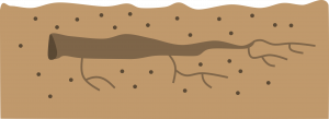 Brown rectangle (indicating ground) with darker brown root section lying entirely covered, horizontal, under the ground.