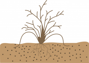 A bare, brown-stemmed shrub with two canes bent down and tips are buried the ground.
