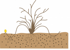 A bare, brown-stemmed shrub with two canes bent down and partially covered with ground so that tips curve back up and are exposed. A small shot emerges from the tip of one cane.