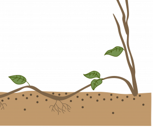 A brown-stemmed plant with a few green leaves grows upwards; one branch is bent down and the center is covered with ground. The stem continues out of the frame after emerging from the ground (green leaf grows from this emerged section) then stem curves back down into ground.