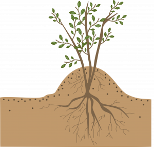 A plant grows from the ground with large roots growing down into main soil area; a large pile of soil has been mounded around the stems and small new roots grow from the stems in this section.