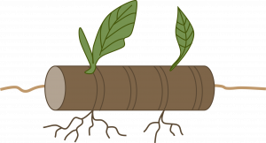 Cartoon of a cylindrical, brown section of stem placed horizontally on top of the ground (indicated by brown line) green leaves grow from the stem section above the ground and small roots grow from the section below the ground.