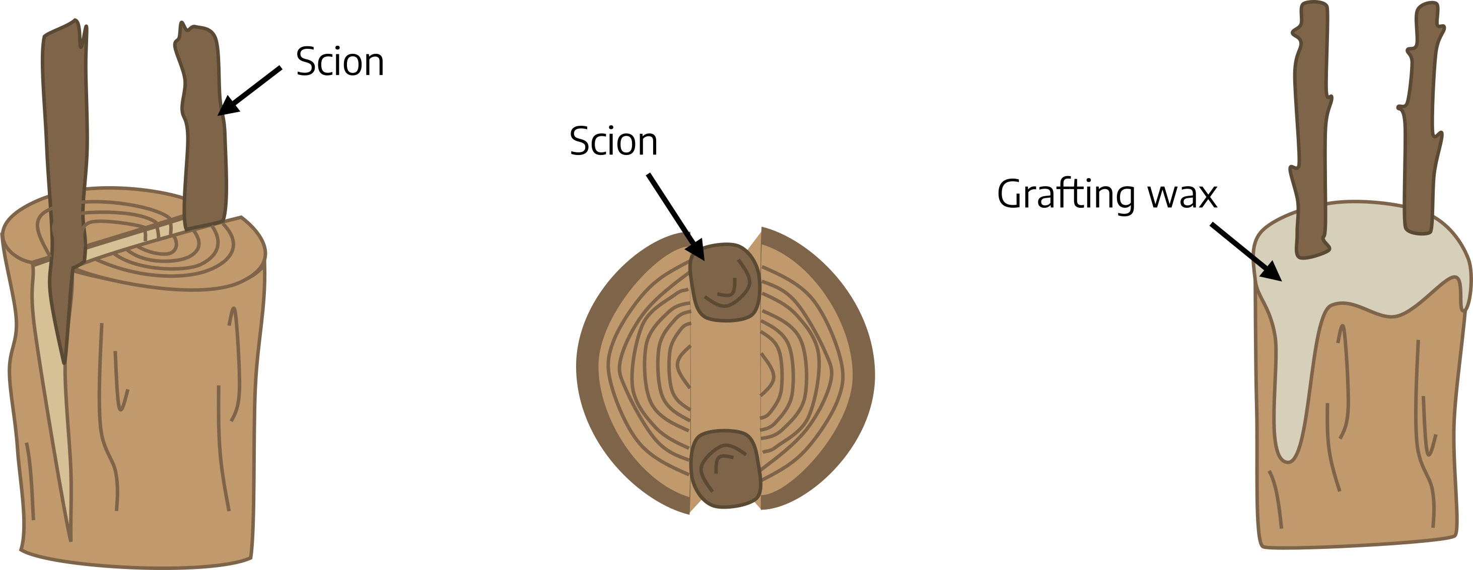 Series of three cartoon drawings beginning with the top of a stump that has been split down the middle, though not to separation. Two small branches have been inserted into the slit and are labeled "scion." Next, a top-view of the stump shows small brown circles (labeled "scion") wedged in between the two split sides of the log. Final image shows the log covered in a dripping grey substance labeled "grafting wax" with small branches sticking out of the wax.