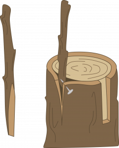 A stump with a perfectly rectangular section of bark removed. Next to this section, bark has been split and a small branch protrudes from the slit. A small pin goes through the bark and into the small stem. Next to the stump, a small branch has been cut at a very steep angle exposing a large amount of interior stem.