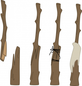 A series of four cartoons of stems. In the first, a larger stem has been cut with a Z-like cut and a smaller, separate stem has been cut with a similar Z-like cut. Next, the two stems have been sandwiched together with the z-cuts lining up. Third, the stems have been lashed together with black string, and fourth, the section of stem that has been cut has been covered with a grey, dripping substance.