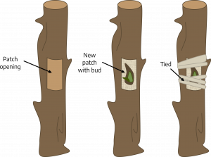Three drawings of brown stem sections. The first has a rectangular section of exterior bark removed labeled "patch opening." The second shows a small green but on a rectangular section of stem placed on top of the patch; labeled "new patch with bud." Third stem shows the same patch on the opening tied with string labeled "tied."
