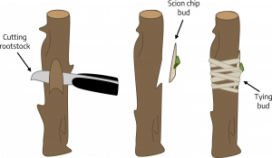 Three drawings of brown stems. The first shows a knife cutting an arrow-shaped section of bark with label "cutting rootstock." Second stem shows a side-view where the cut section is clearly cut at an angle with a small lip at the bottom. A small sliver of wood with green bud labeled "scion chip bud" hovers near the cut section. Third stem shows the chip bud inserted into the cut and tied with white string/tape labeled "tying bud."