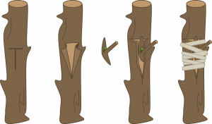 Four drawings of brown stems. The first shows "T" shaped dark lines on the front of the stem. The second shows bark peeled back from each vertical section of the "T" cut. A small sliver of bark with emerging stem hovers nearby. Third stem shows the sliver pressed into the "T" cut with the bark flaps folded back over, sandwiching the sliver inside. The fourth stem shows the section tied/taped.