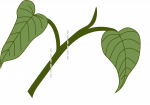 A section of plant with stem and two leaves. Dashed lines intersect the stem on either side of one leaf indicating cutting lines that would leave the leaf, petiole, and a section of stem.