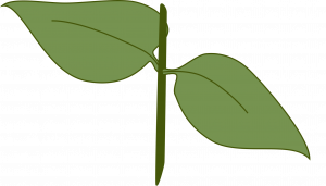 A section of plant with opposite leaves on a small section of stem.