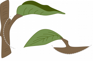 A cartoon of a small brown branch with a petiole and leaf. Dashed line arcs through the stem section from just above the petiole to below the petiole. Second image shows a chunk of brown stem with petiole and leaf; stem is turned horizontally so it is down and the leaf is up.