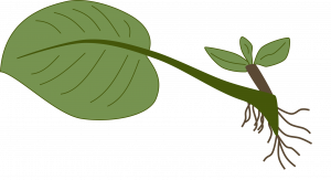 Cartoon of a leaf with petiole; roots grow from the bottom of the petiole and a small sprout emerges from the bottom of the petiole above the roots.