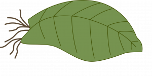 A leaf with roots growing out of the bottom of the leaf, which appears to be cut.