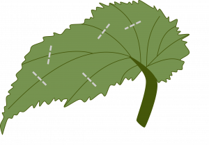 A triangular leaf with jagged margins and palmate veins. Small dashed lines intersect larger veins indicating places to cut.