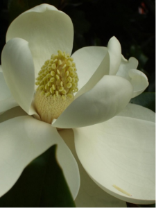 A photograph. A close-up of a flower with large white petals and a yellow center.